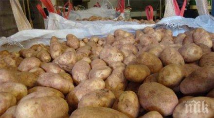 недостигът работници заплашва реколтата картофи великобритания