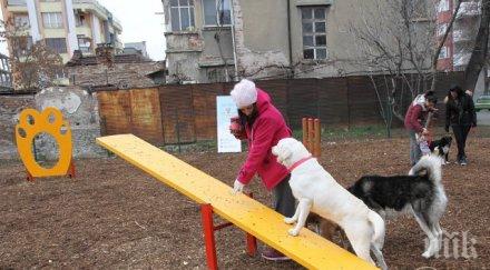 глобяват 100 лева агресивно куче