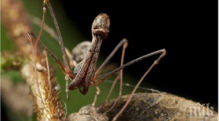 находка учените откриха вида пеликанови паяци