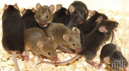 уникално мишки изядоха парите банкомат астана видео