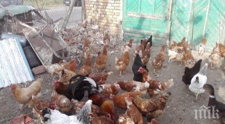 пълен шаш разгадаха езика кокошките