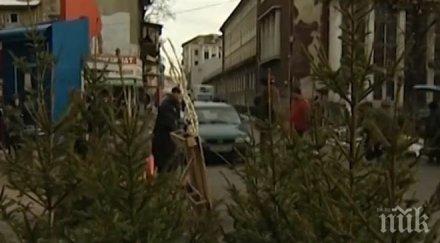 столична община кампания събиране коледни дръвчета рециклирането