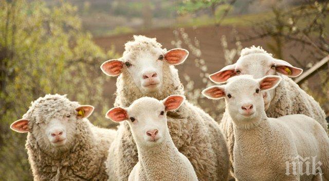 КУРИОЗ! Стадо овце заплашва американска военна база в Румъния
