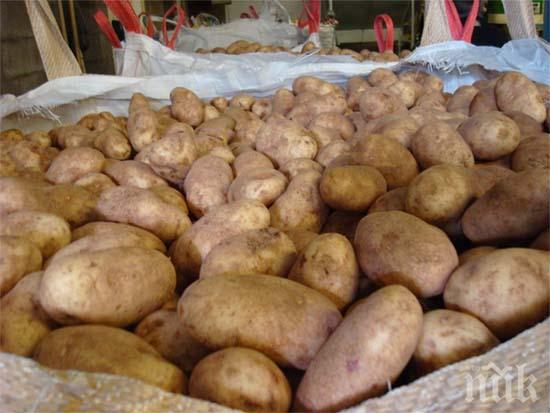 Недостигът на работници от ЕС заплашва реколтата от картофи във Великобритания