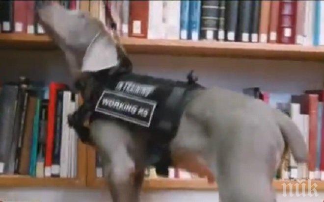 И това доживяхме! Куче започна работа в музей в Бостън (ВИДЕО)