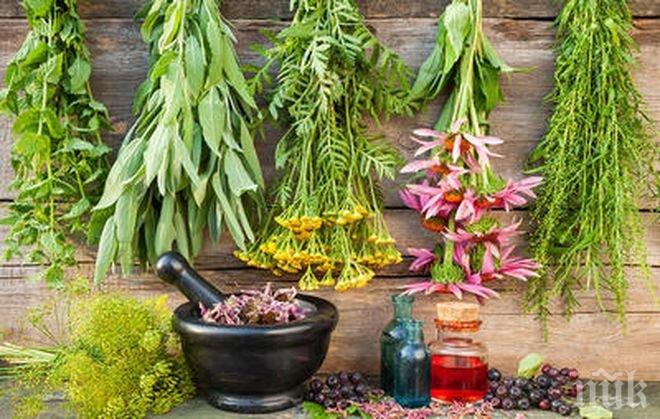 ЗДРАВЕ ОТ ПРИРОДАТА! Супер подправки за отлична памет