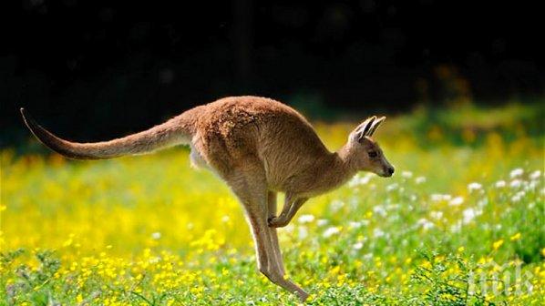 ХИТ! Снимка на секси кенгуру направи фурор в нета 