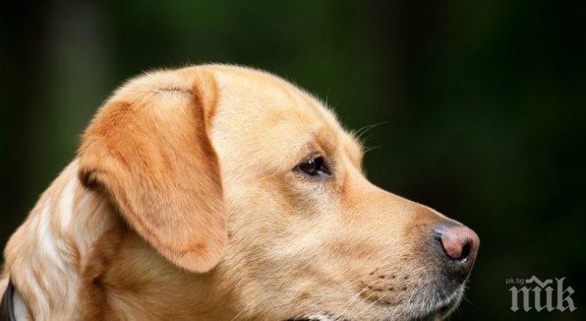 ШОКИРАЩО! Отровиха кучето-водач на незрящ в София