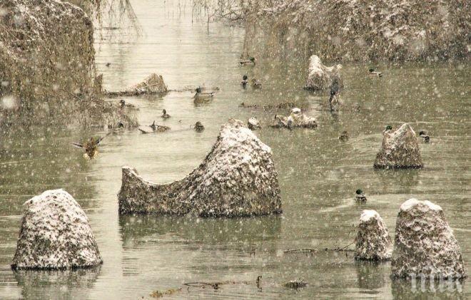 Вижте магията на снежния Дунав (СНИМКИ)