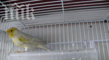 борисов оставя канарче наследство следващия премиер