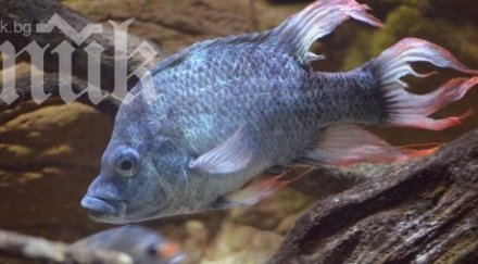 търси спасител грозен вид риба