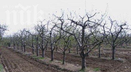 арендатор отсече близо 900 овошки църквата поискала земята