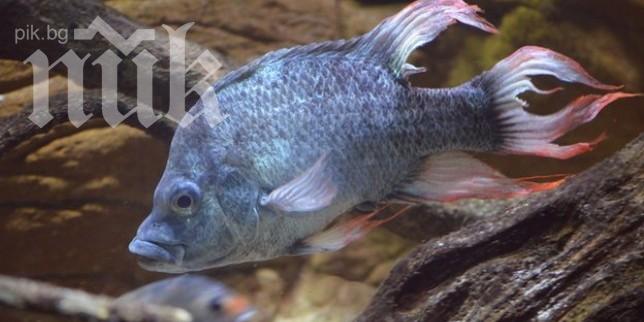 Търси се спасител на грозен вид риба