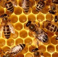 Американски вандал избил милиони руски пчели
