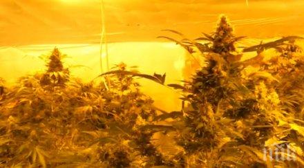 полицаи разбиха оранжерия отглеждане марихуана панчарево видео