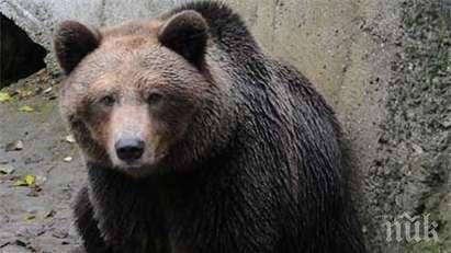 две мечки заспаха маймунките айтос топлят дърва