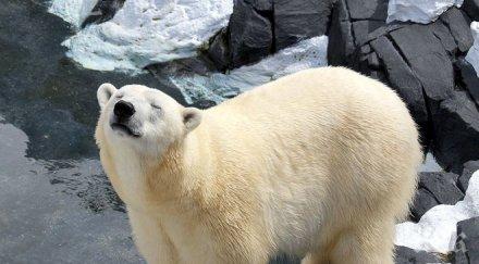 притеснително учени алармират скоро бозайниците изчезнат лицето земята