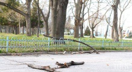 вятърът разпиля дървета клони гребната пловдив