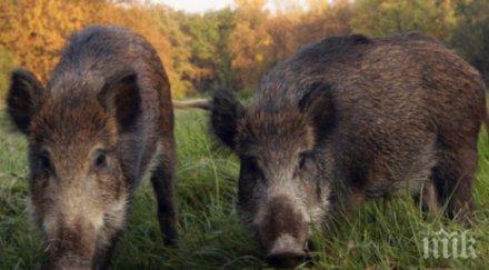 калпав мерник ловец гръмна прасета взел глигани