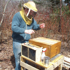 пчелите самоубийствен зимен излет топлото време