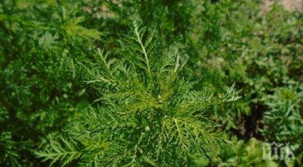 чудо билката убиец рака