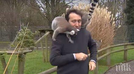 хит луди лемури нападнаха репортер видео