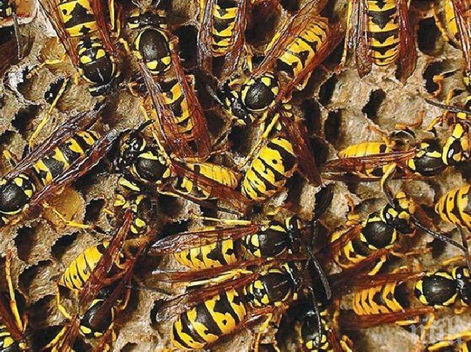 ЛУДОСТ! Индиец скри рояк пчели под потника си (СНИМКА/ВИДЕО)