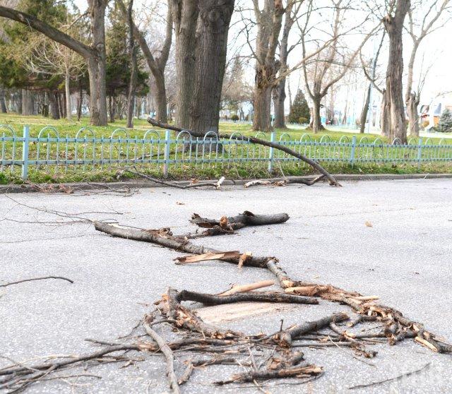 Вятърът разпиля дървета и клони на Гребната в Пловдив