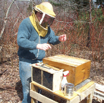 Пчелите на самоубийствен зимен излет в топлото време