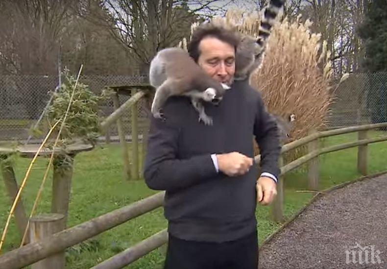 ХИТ! Луди лемури нападнаха репортер (ВИДЕО)