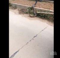 Екшън на пътя! Гигантска кобра предизвика задръстване във Виетнам (ВИДЕО)
