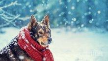 КУЧЕШКИ СТУД! Сряда идва с мразовито утро, термометърът пада до минус 9 градуса