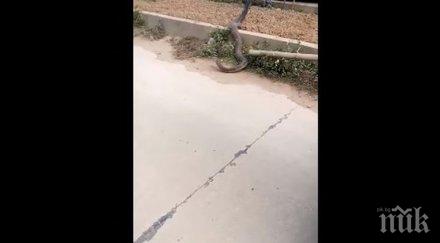 екшън пътя гигантска кобра предизвика задръстване виетнам видео