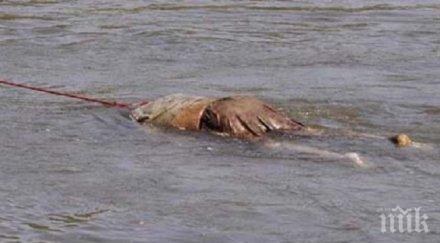 извънредно труп жена изплува бургас