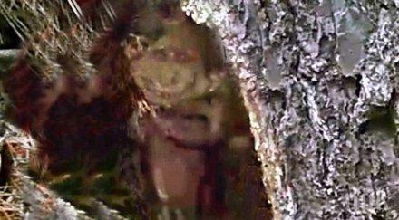 находка американец засне гном хралупа дърво