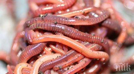 момиче влезе болница изпи кутия безалкохолна напитка червеи