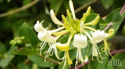 цяр отвара орлови нокти мори грипа