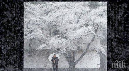 250 души пострадали заради падналия сняг япония