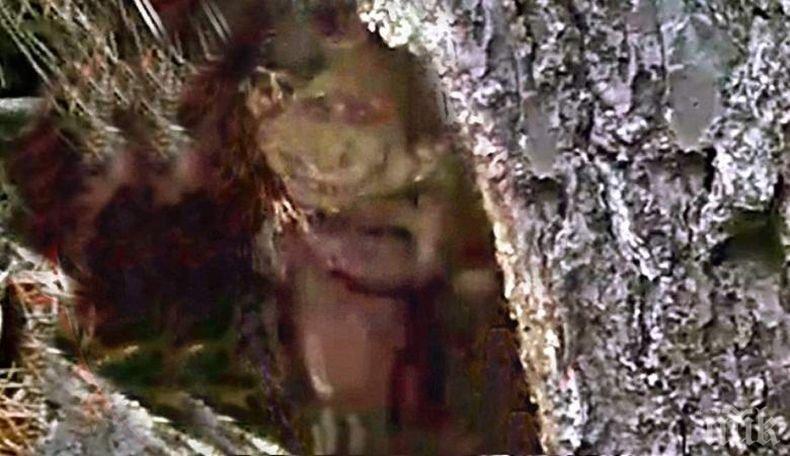 НАХОДКА! Американец засне гном в хралупа на дърво