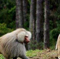Парижки зоопарк евакуира посетителите си заради избягали павиани
