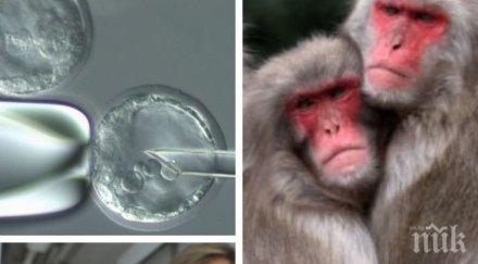 сензационно учени първи път клонираха маймуни