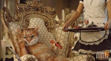 ямбол хотел домашни любимци