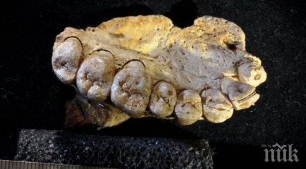 уникално откритие находка израел преобръща представата хомо сапиенс