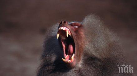 щастлива развръзка заловиха избягалите павиани парижкия зоопарк