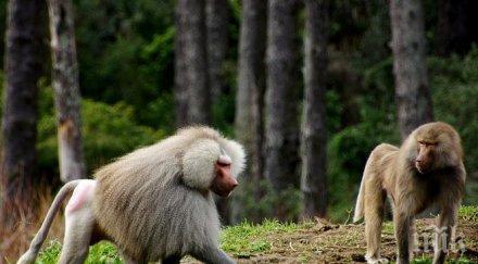 парижки зоопарк евакуира посетителите заради избягали павиани
