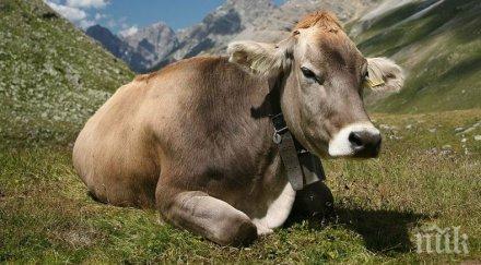 бил гейтс захваща фермерство налива млн долара перфектната крава