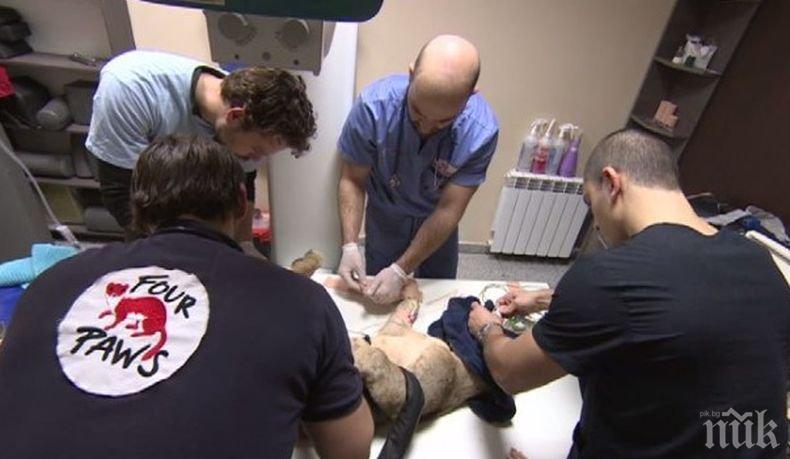 Лъвчетата Терез и Масуд се нуждаят от всекидневни прегледи