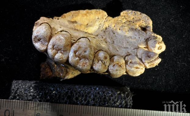 УНИКАЛНО ОТКРИТИЕ! Находка в Израел преобръща представата за Хомо сапиенс