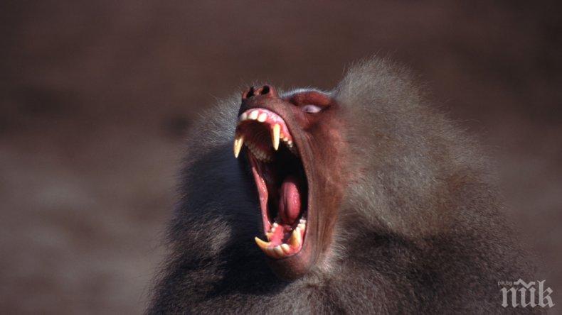 Щастлива развръзка! Заловиха избягалите павиани от Парижкия зоопарк