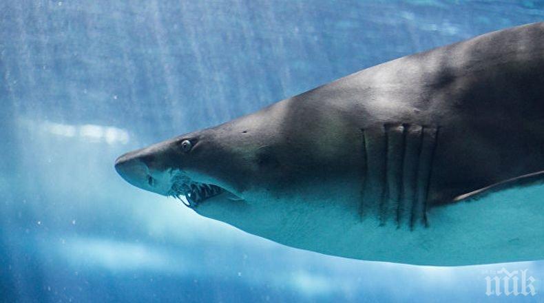 Шок! Телата на 300 акули открити на шосе в Мексико